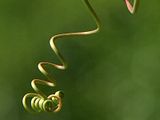 vines.jpg image by Subliminal_By_Design